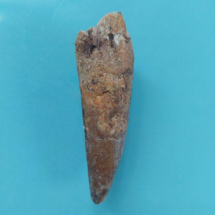 Dinosaurus - Fossiele tand - Spinosaurus aegyptiacus - 80 mm, Verzamelen, Mineralen en Fossielen