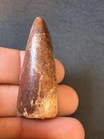 Spinosaurus - Fossiele tand (Zonder Minimumprijs), Verzamelen
