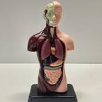 Anatomisch model - Kunststof - Tweede helft 20e eeuw