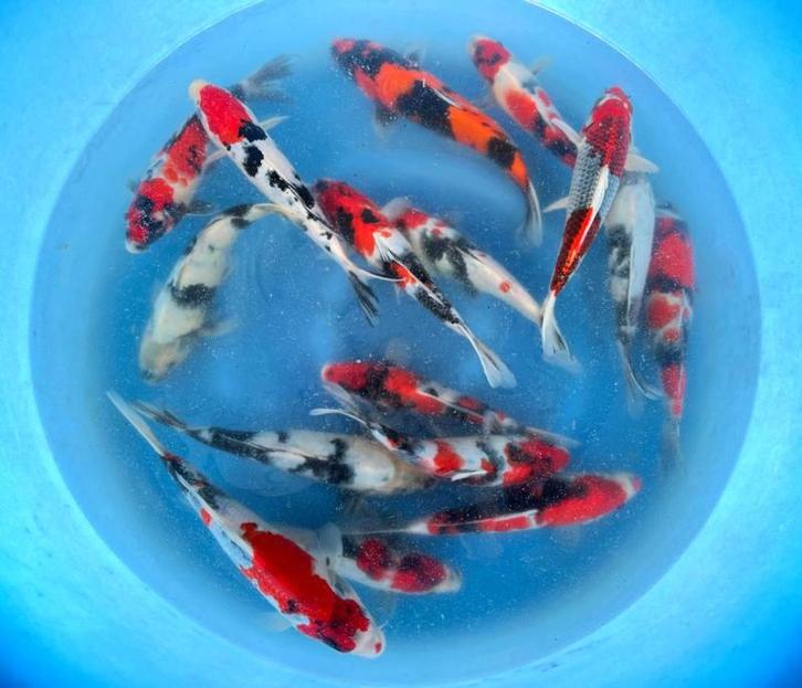 Hirasawa Marusei 28-35cm (Japanse Koi), Dieren en Toebehoren, Vissen | Vijvervissen, Karper of Koi