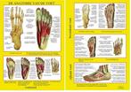 Anatomie poster voetskelet en voetspieren (Nederlands, ge..., Verzenden, Nieuw