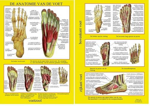 Anatomie poster voetskelet en voetspieren (Nederlands, ge..., Sport en Fitness, Overige Sport en Fitness, Verzenden
