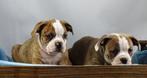 Old English Bulldog pups! Mogen mee vanaf 19 december., Parvo, Nederland, 8 tot 15 weken, Bulldog