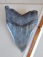 Haai - Fossiele tand - 14 cm - 9.5 cm