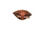 Reuzenleeuwpootscallop >>> TOP kwaliteit Skelet - Pecten, Verzamelen, Nieuw