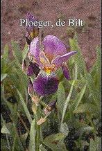 Iris germanica, blauwe duitse lis, Tuin en Terras, Planten | Tuinplanten, Zomer, Vaste plant, Ophalen of Verzenden, Volle zon