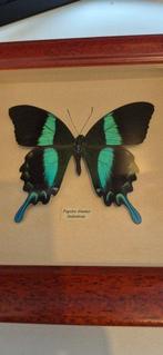 Vlinder Taxidermie volledige montage - Papilio Blumei - 20, Nieuw