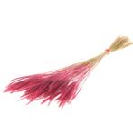 Soft worms grass Pink leuk gras en alternatief voor Lagurus, Hobby en Vrije tijd, Knutselen, Ophalen of Verzenden, Nieuw