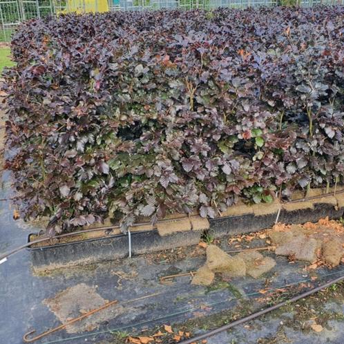 Beukenhaag - Fagus syl. Atropunicea - Hoogte: 100 cm | Potma, Tuin en Terras, Planten | Bomen, Ophalen of Verzenden