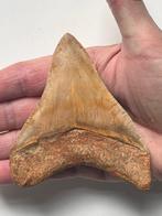 Megalodon tand 10,5 cm - Fossiele tand - Carcharocles