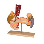 Anatomie model interne organen, 2-delig, Nieuw, Verzenden