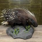 Stekelvarken Taxidermie Opgezette Dieren By Max, Verzamelen, Dierenverzamelingen, Ophalen of Verzenden, Nieuw, Wild dier, Opgezet dier