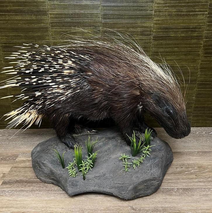 Stekelvarken Taxidermie Opgezette Dieren By Max, Verzamelen, Dierenverzamelingen, Opgezet dier, Nieuw, Wild dier, Ophalen of Verzenden