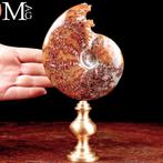 Exclusief fossielstuk - Moderne Wunderkammer - Calciet en, Antiek en Kunst