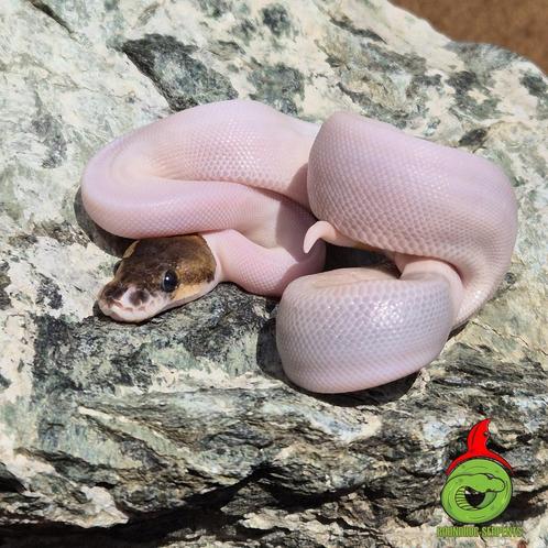 python regius, Dieren en Toebehoren, Reptielen en Amfibieën, Slang, 0 tot 2 jaar, Tam