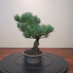 Pinus parviflora - Hoogte (boom): 25 cm - Diepte (boom): 24