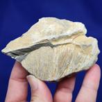 XL SHATTER CONE -impaktite- van AGOUDAL (Atlas, Marokko).