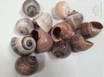 Shell Pila Ampullacea 4+ cm 12 stuks schelpen, Hobby en Vrije tijd, Knutselen, Ophalen of Verzenden, Nieuw
