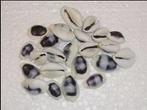 Cypraea Polished blauw, 100 stuks, Ophalen of Verzenden, Nieuw