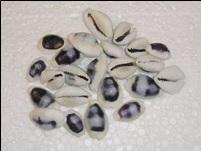 Cypraea Polished blauw, 100 stuks, Hobby en Vrije tijd, Knutselen, Nieuw, Ophalen of Verzenden