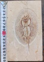 Vis - Fossiele plaatmatrix - cyclobatis, Verzamelen, Mineralen en Fossielen