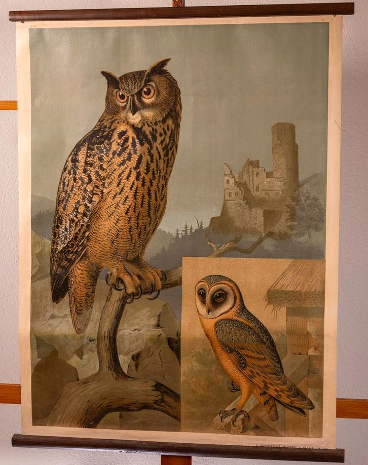 SCHOOLPLATENSHOP.NL een site met oude schoolplaten en ......, Antiek en Kunst, Antiek | Schoolplaten, Natuur en Biologie, Verzenden