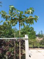 Morus alba ‘Fruitless’ dakvorm leiboom stamhoogte 240 cm, In pot, Verzenden, Halfschaduw, 100 tot 250 cm