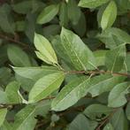 Salix Daphnoides - Berijpte Wilg (Kale Wortel) - 120-150 Cm, Tuin en Terras, Ophalen of Verzenden, Lente, Volle zon, 100 tot 250 cm