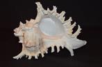 Zeeslak Zeeschelp - M-992 CHICOREUS RAMOSUS (Zonder, Verzamelen, Nieuw