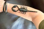 Schorpioen Taxidermie volledige montage - Scorpion XL, Nieuw