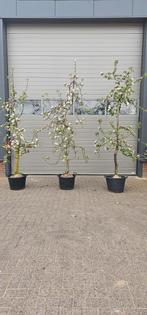 Appelboom Elstar Jonagold laag en halfstam, In pot