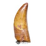 Dinosaurus - Fossiele tand - Finest Grade Rooted