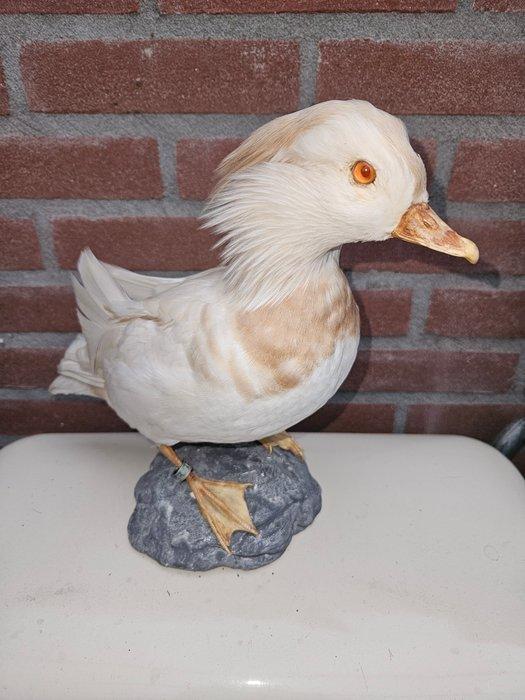 Mandarijneend Taxidermie volledige montage - Aix, Verzamelen, Dierenverzamelingen