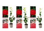 Flower-Up Camellia Planten 3x - Rood, Nieuw, Verzenden