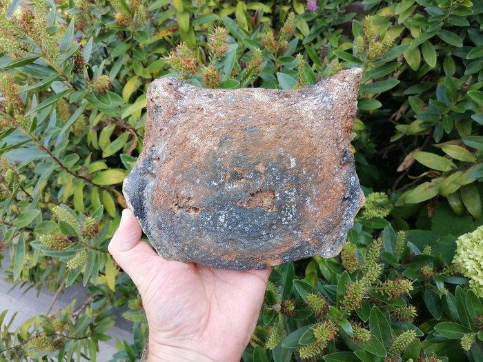 Wolharige mammoet - Fossiel bot - Mammuthus primigenius, Verzamelen, Mineralen en Fossielen