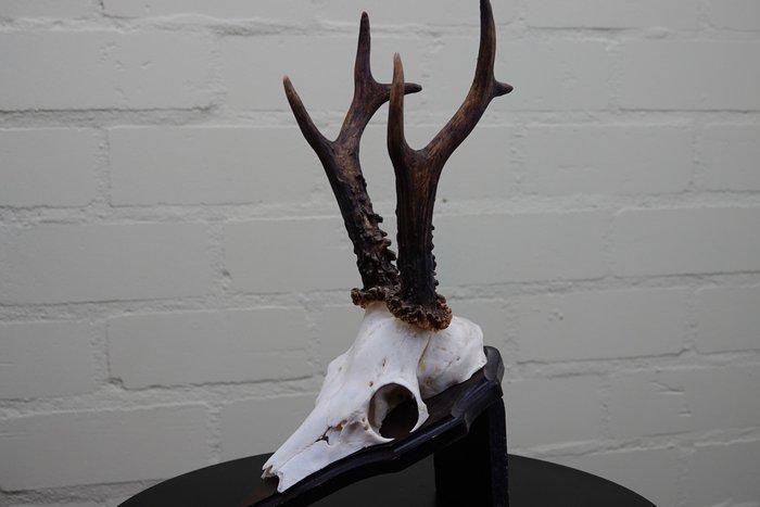 jachttroffee reebok Schedel - capreolus capreolus - 0 cm - 0, Verzamelen, Dierenverzamelingen