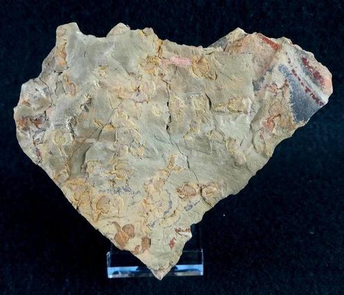 Mysterieus primitief stekelhuidig!!! – Cornute - Stylophora, Verzamelen, Mineralen en Fossielen