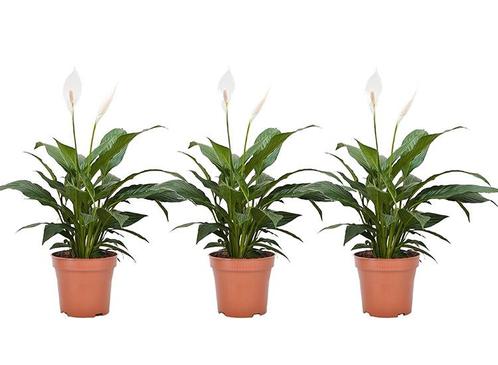 Set van 3 Spathiphyllum - lepelplanten, Huis en Inrichting, Kamerplanten, Verzenden