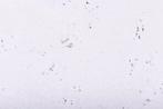 Kurk tegels Snow (3 mm dik) 2096, Verzenden