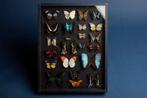 Gemengde vlinders van de wereld - Entomologie Zwarte diorama, Verzamelen, Nieuw