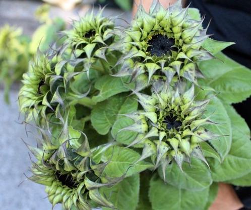 Helianthus SunFill Purple F1 250 zaden Zonnebloemzaden, Hobby en Vrije tijd, Knutselen, Nieuw, Ophalen of Verzenden