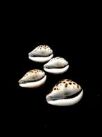 set van 4 Cypraea Zeeschelp - Monetaria moneta ou Cypraea, Nieuw