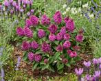 Buddleia Little Rockstars Red (Dieprood, Vlinderstruik), Ophalen of Verzenden, Vaste plant, Siergrassen, Halfschaduw