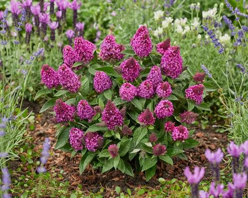 Buddleia Little Rockstars Red (Dieprood, Vlinderstruik), Tuin en Terras, Planten | Tuinplanten, Siergrassen, Vaste plant, Halfschaduw