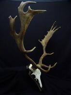 Fallow Buck Trophy Schedel - Dama dama - 54 cm - 70 cm - 60, Nieuw