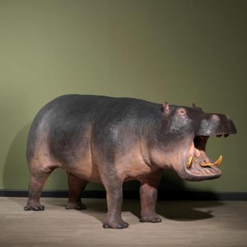 Nijlpaard Taxidermie Opgezette Dieren By Max beschikbaar voor biedingen