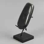 Mexico - Westkust Steen Kelt - 9.4 cm