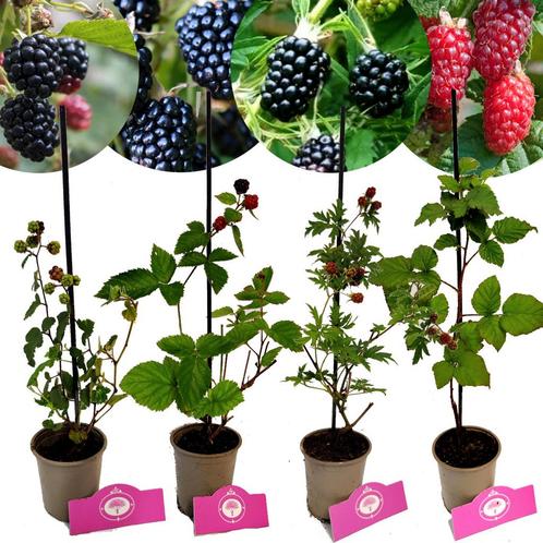Rubus fruticosus mix + Pot 9cm 4 stuks, Tuin en Terras, Planten | Fruitbomen, Halfschaduw, Verzenden