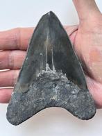 Megalodon tand 11,3 cm - Fossiele tand - Carcharocles, Verzamelen, Mineralen en Fossielen
