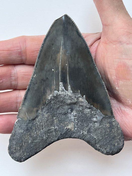 Megalodon tand 11,3 cm - Fossiele tand - Carcharocles, Verzamelen, Mineralen en Fossielen